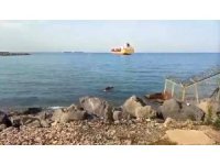 Gemiden denize düşen angus yüzerek karaya ulaştı