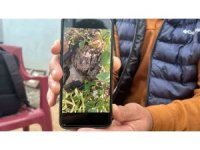 Merhametli çiftçi, yılların emeğine kemirerek zarar veren tavşanları "Bunlar şimdi hazırlanıyor, Doğan’ın fidanını nasıl yiyeceğim diye düşünüyor" diyerek elleriyle yakaladı