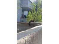 Osmaniye sokaklarında nadir misafir: Sansar güneşlenirken görüntülendi