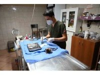 Kemer’de 227 sokak hayvanı kısırlaştırıldı