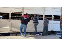 Burdur’da şap karantinasındaki küpesiz hayvan taşıyan besiciye 170 bin lira ceza