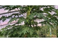 Alanya 40 bine yakın tropikal meyve üreticisiyle iç piyasa ihtiyacını karşılıyor