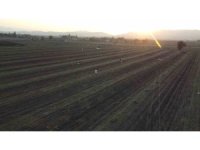 Osmaniye’nin altın ürünü yer fıstığı, hayvan yemi olarak da değerlendiriliyor