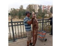 Boyu kadar yayın balığını eliyle yakaladı