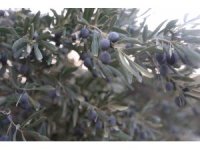 Kuraklık zeytin hasadında yağ verimini olumsuz etkiledi