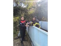 Yayladağı’nda baykuş kurtarma operasyonu