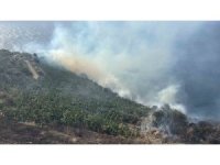 Antalya’da muz bahçesinde yangın