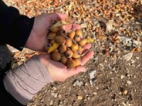 Toros Dağları’nda gizemli hayırseverin 30 yıl önce aşıladığı meyveler bölge halkına gelir oldu