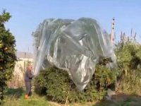 Yağmurda mandalinaya naylonlu koruma