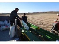 Çukurova’da buğday ekimi başladı