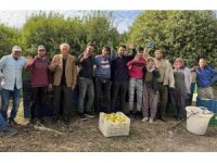 Binlerce ailenin geçim kaynağı limonun başkentinde hasat zamanı