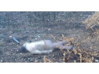 Mersin’de kaza yapan araç otoyolda, sürücüsü 30 metrelik köprünün altında ölü bulundu