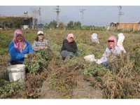 Kuraklığın rekolteyi etkilediği yer fıstığında hasat başladı