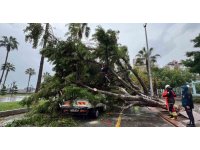 Mersin’de devrilen ağaç, seyir halindeki 3 araca zarar verdi