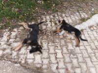 Art arda yaşanan köpek ölümleri sonrası muhtardan Yalvaç Belediyesi’ne tepki