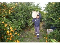 Kilogram fiyatı 2 TL’ye düşünce dalda çürümeye bırakılmıştı, 320 ton ürün vatandaşlara ücretsiz dağıtıldı