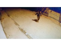 Adana’da evin camlarına taş atıp kaçtı: O anlar kamerada