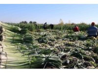 Kozan’da pırasa hasadı başladı: 20-22 TL’den alıcı buluyor