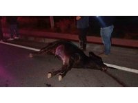 Ağıldan kaçan inek, araçların çarpması sonucu telef oldu