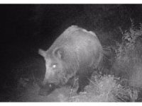Kahramanmaraşlı doğa tutkunu genç fotokapanla yaban hayatını görüntülüyor
