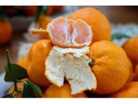 En ucuz meyve  mandalina: Dalında 3, pazarda 5 lira