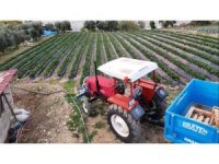 Mersin’de çilekte kış hasadı: Bahçede kilogramı 130 TL