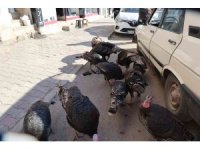 Adana’da ilginç görüntü: Hindiler çarşıda gezdirilerek satılıyor