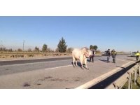 Firari anguslar uyuşturucu iğneyle tek tek avlandı