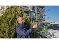 Erik ağacı aralık ayında meyve verdi