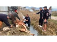 Su kanalına düşen inek itfaiyenin 1 saatlik çalışmasıyla kurtarıldı