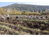 Kuraklık nedeniyle verimin yarı yarıya düştüğü tatlı patateste son hasat yapıldı