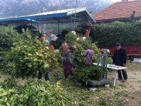 Kilogramı 25 liradan satılan defne yaprağı bir köyün geçim kanağı oldu