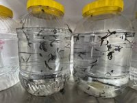 Eğirdir’de yılda 20 bin tıbbi sülük kontrollü ortamda üretiliyor