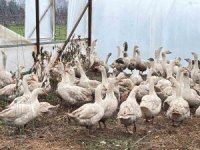 Meyve bahçelerinde yabani otla mücadelede kazlar sahaya indi