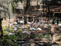 Hayvanat Bahçesi’nin misafirleri flamingolar