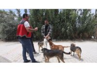 Adana’da 2025’te 3 bin 865 kedi ve 3 bin 577 köpeğe çip takıldı