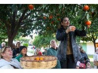 Antalya’nın turunçları Korkuteli’nden sofralara uzanıyor