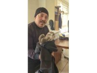 Payas’ta yaralı şahin bulundu