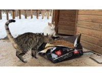 Soğuk havalarda sokak hayvanlarına şefkat eli