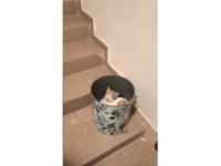 Soğuktan korunmak isteyen kedi çöp kutusuna sığındı