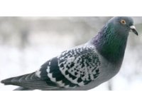 O anlar kamerada: Kasklı şüpheli damdaki kuşları çaldı