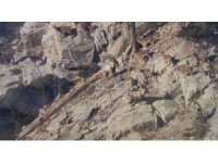 Toroslardaki yaban keçileri koruma altında