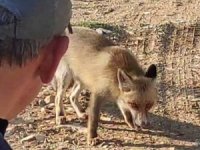 Dağda karşılaştığı tilkiyi çerezle besledi