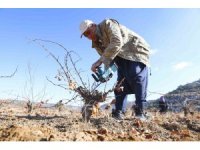 Mersin’de organik tarım desteğiyle üretim doğallaşıyor