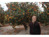 Çiftçinin dalından bedavaya vermeye razı olduğu mandalina bahçelerinde toprak turuncuya döndü