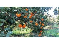 Portakal çalarken suçüstü yakalanan 5 şahıs yakalandı