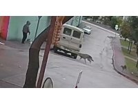 Kurt köpeklerinin saldırı anı kamerada: Küçük köpeği bulunan kadını yere düşürdüler