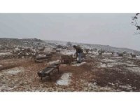 ‘Gazella gazella’ dağ ceylanlarının kar keyfi