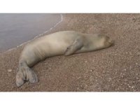 Yunanistan’dan kaçıp Antalya’da sahilde hareketsiz bulunan Akdeniz Foku denize salındı