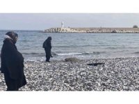 Telef olan caretta caretta halk plajına vurdu